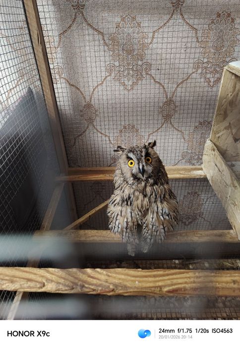 Домашняя сова с клеткой