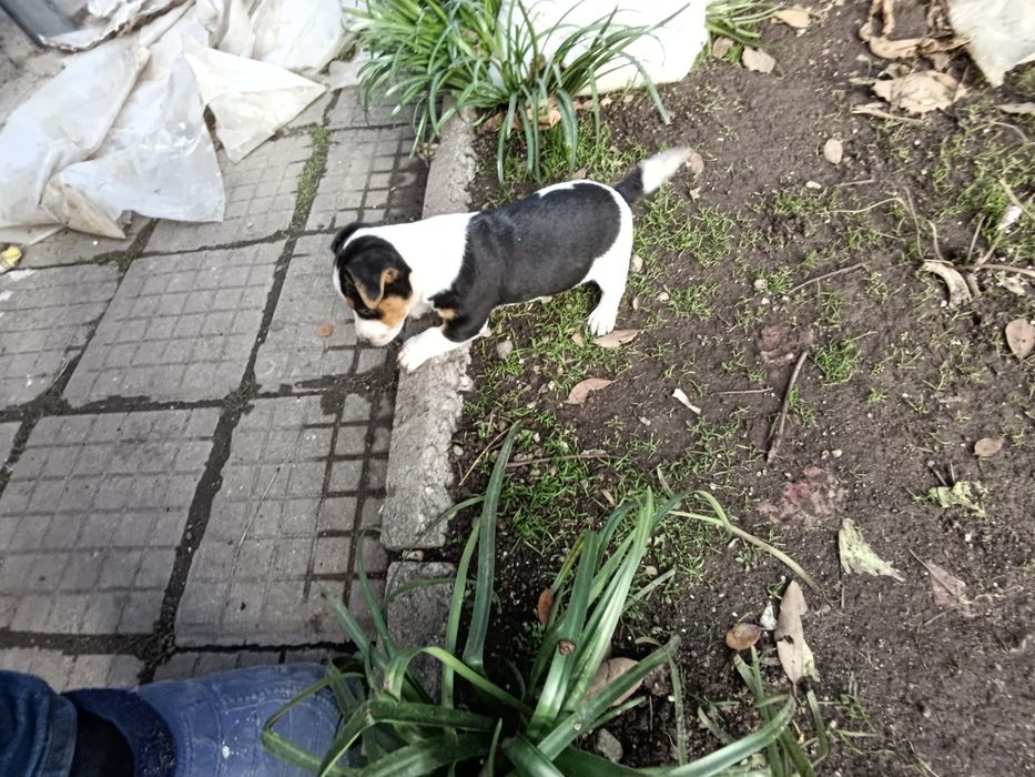 Продавам кученца Джак ръсел. Родени на13.10.2025