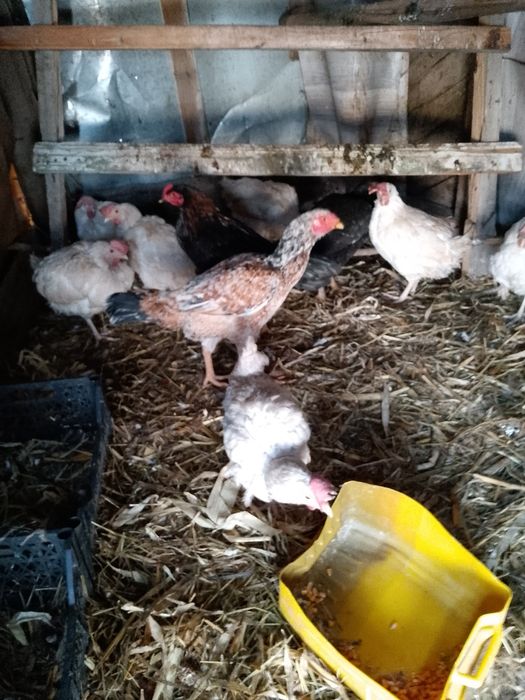 Продам курей несушки и даканки