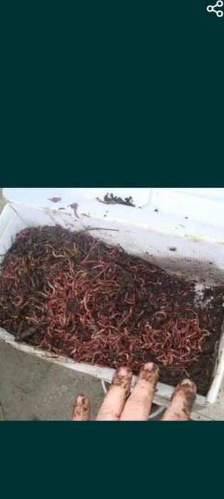 Биогумус,черви продам