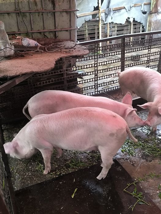 Продавам прасета