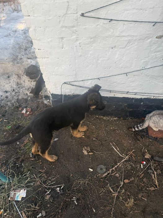 Продам щенка овчарки