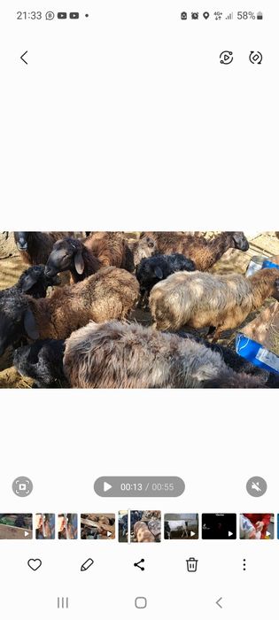 Қозылы қойлар сатылады.