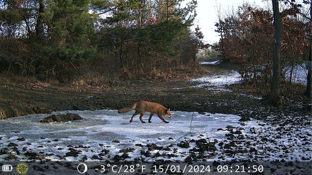 ForestCamLive F5 Camera Vanatoare 48mp