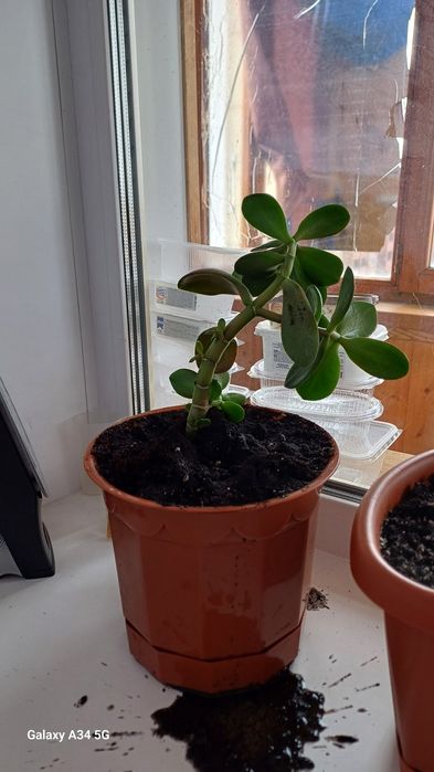 Продам цветы денежное дерево