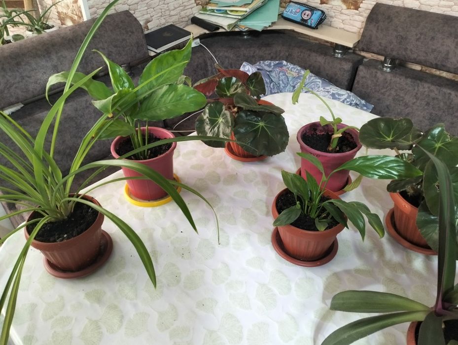 Домашние цветы для офиса