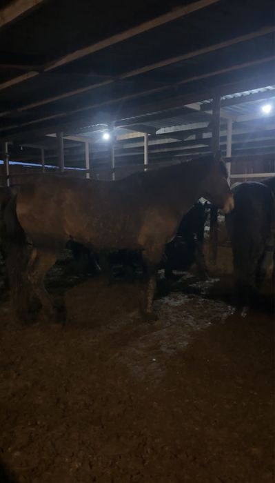 Айгырлар мощный 4 жасар