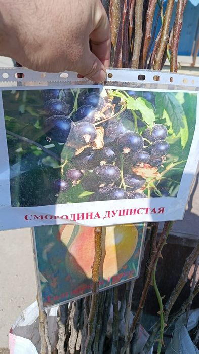 Меркінің көшеті сатылады