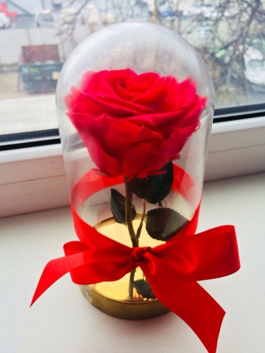 Trandafir rosu roze xxl 150 lei
