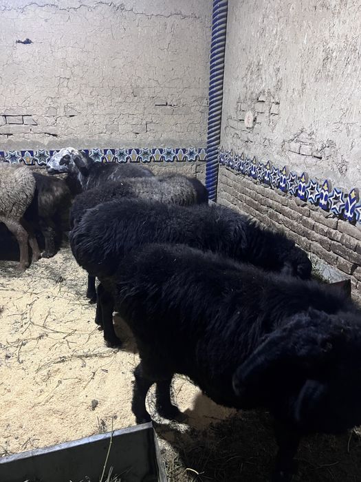 Bog’oz qoylar sotiladi