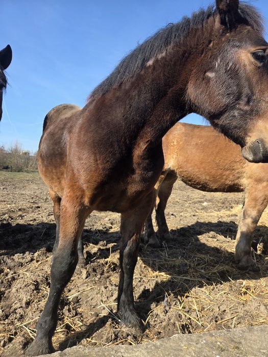 Vând mânz armăsar de 1 an – foarte blând și bine dezvoltat