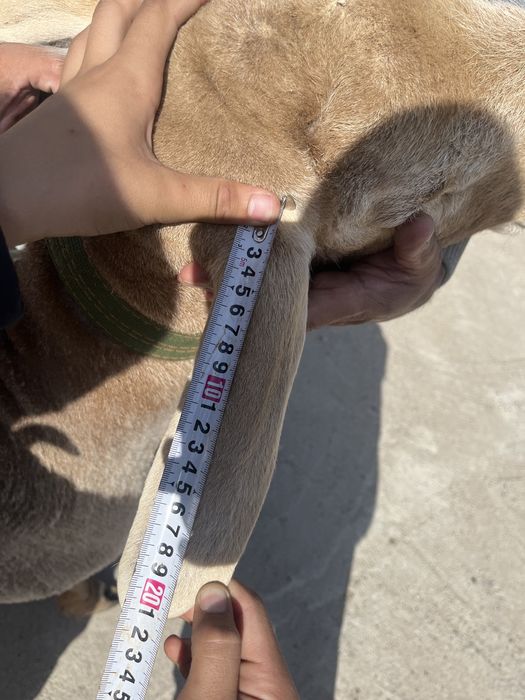 Арашан қошқар 2 мил