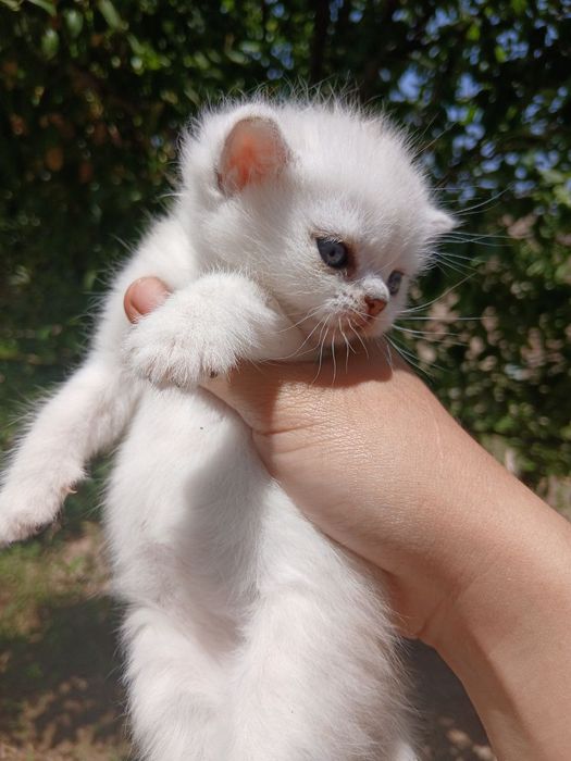 Britanya asl shinshillasi