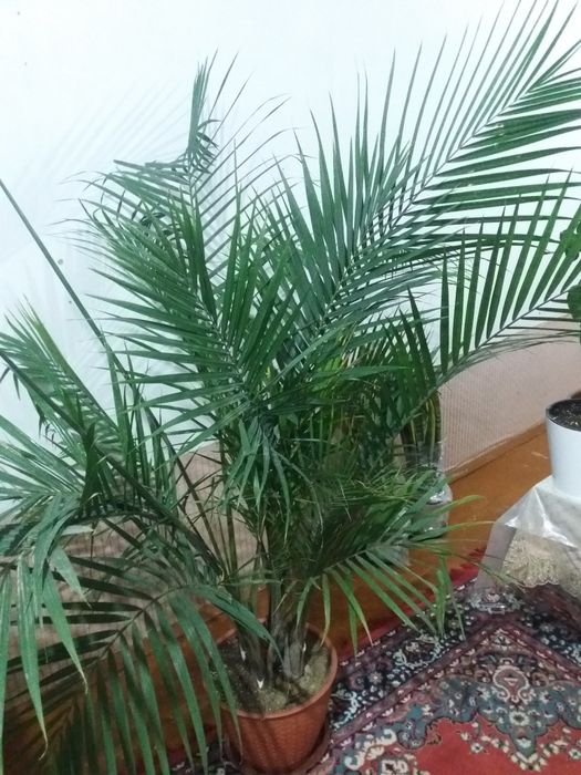 Продается комнатные цветы