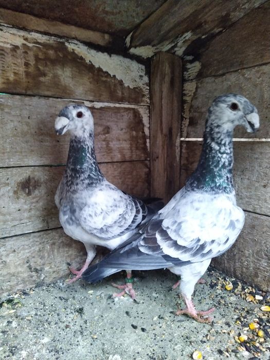 Vand Porumbei german