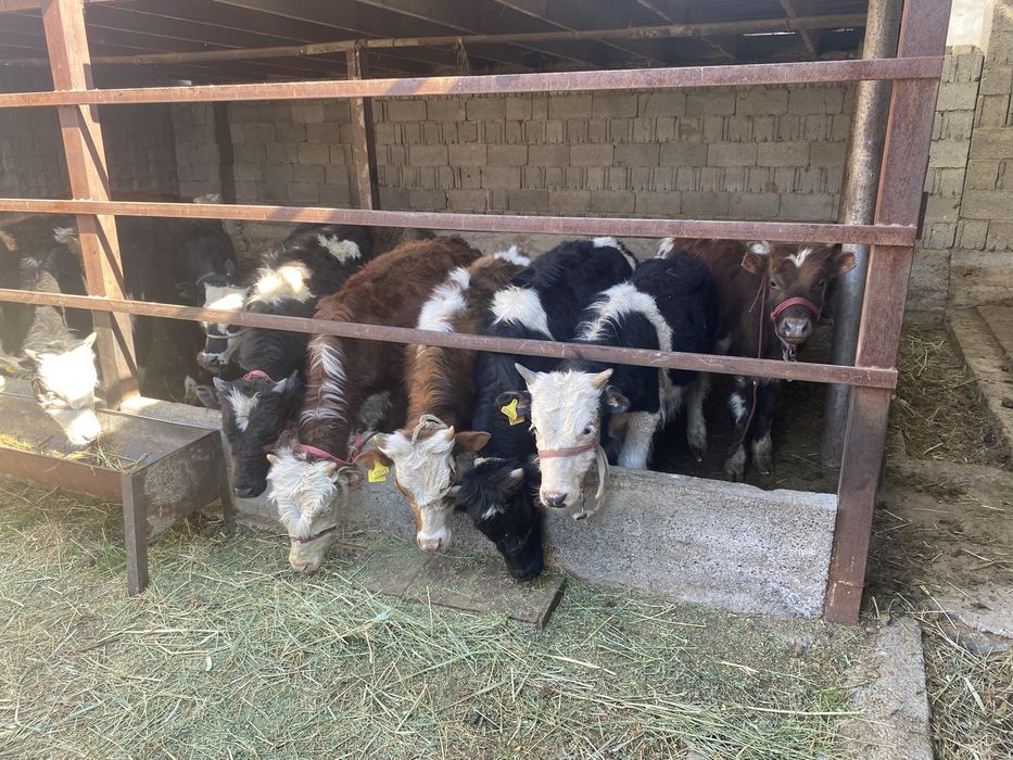 Продам бычки 7-8 ай