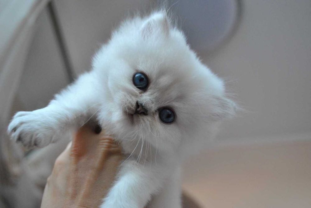 British Longhair alb cu ochi albastri