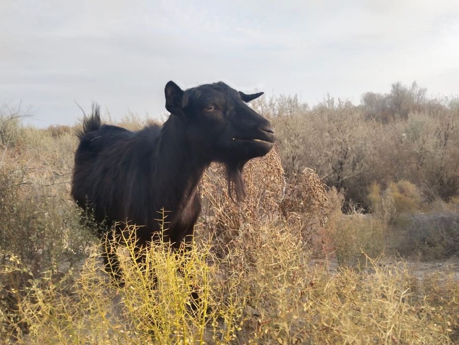 Козы, пародистые