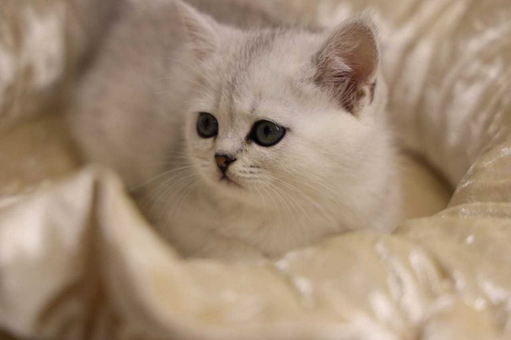 Пухляши британские. Шиншиллы..