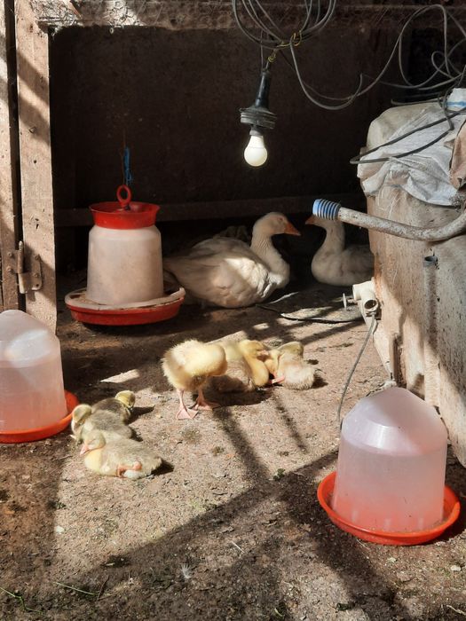 Vand ouă și boboci de găsca