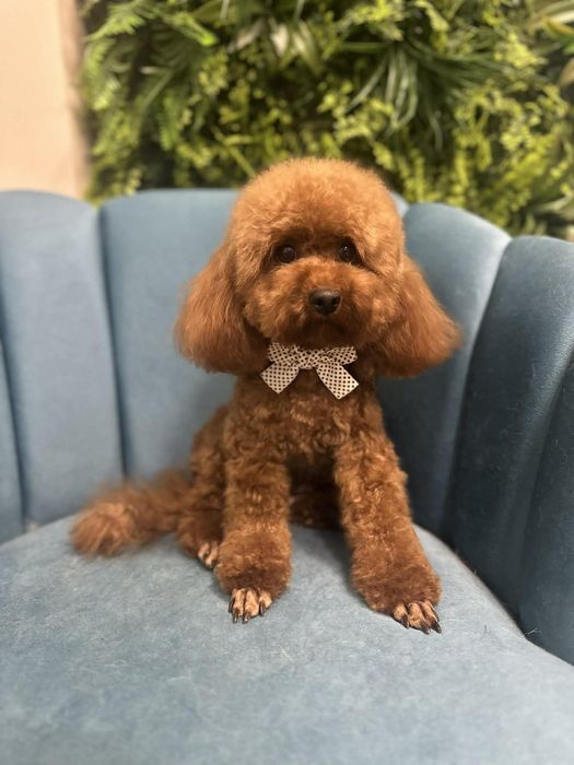 Бебенце пудел той