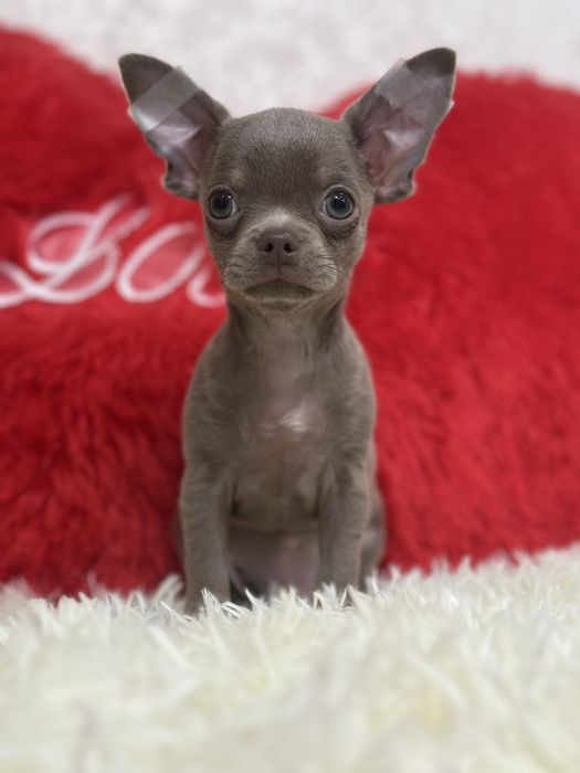 Красивый лиловый чихуахуа