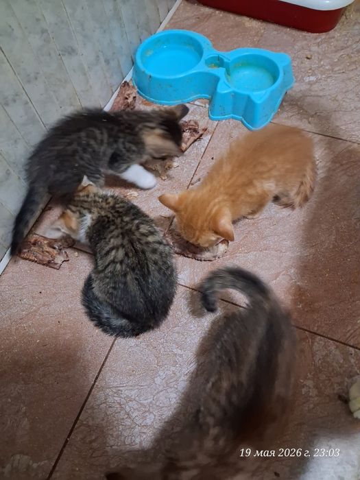 Отдодим котят в хорошие руки