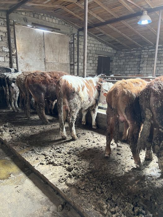 Продам бычки подсосы