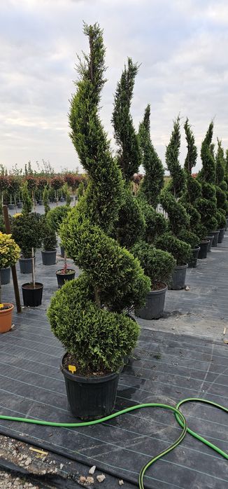 Prunus rosu - brazi argintiu pe picior - leylandi