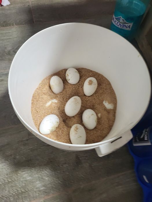 Ouă de gască de carne.