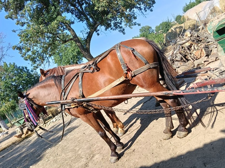 Vând iapă garantată la căruță