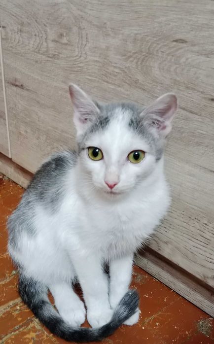 Отдам котенка девочка