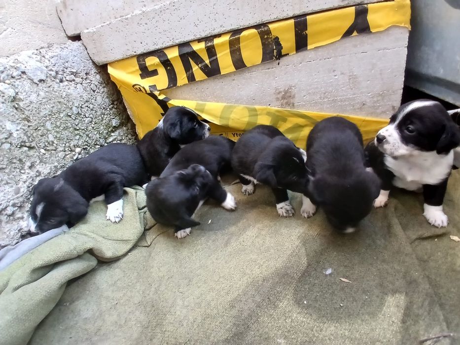 Donez cainii 5 baieti si 1 fata