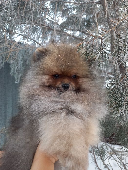 Продаётся шикарный мишка