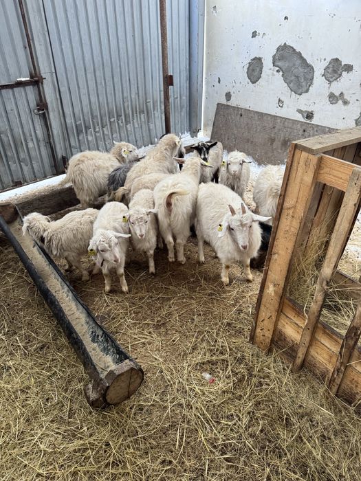 Козы лақ сатылады