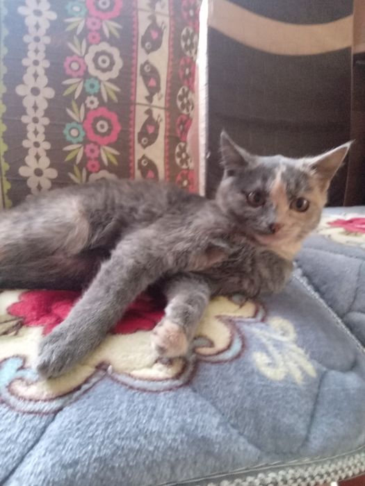 Отдам в добрые руки