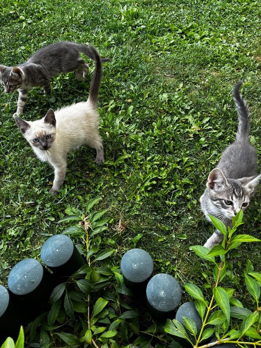Oferim spre adopție pui de pisica cu varsta de 10 săptămâni!