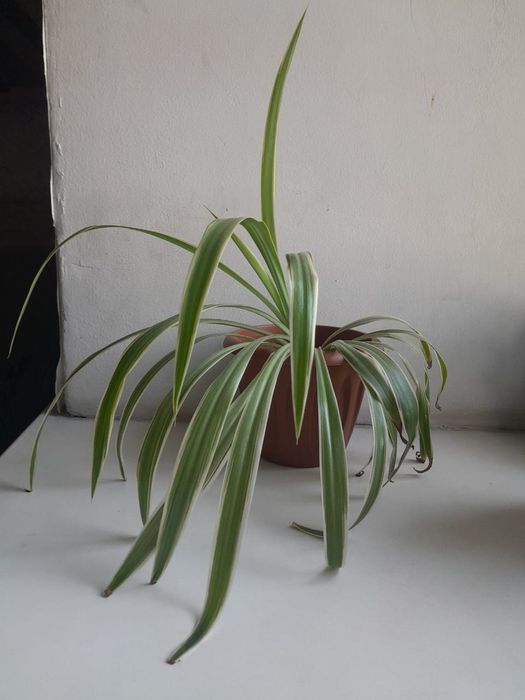 Хлорофитум сортовой