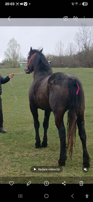 De vzare Mânzâ dovâ  Mânzâ onani jumate telefoni de