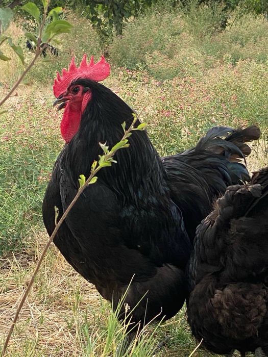 Jo’jalar Qora Jersi va Xanxyap Цыплята Чёрные Джерси и Ханхяп