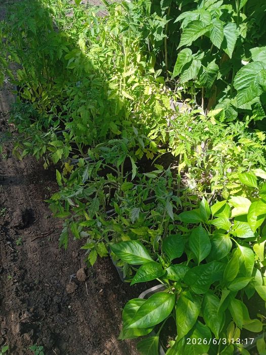 Продам рассаду помидор,перца, баклажан