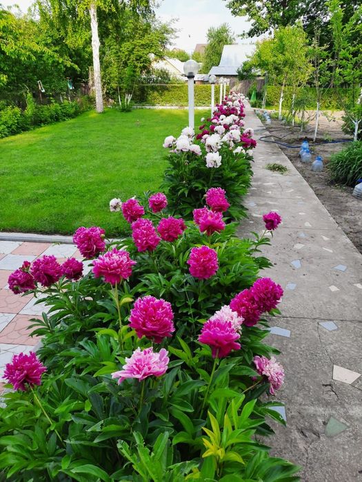 Продам корни пионов