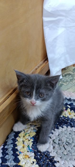 Отдам котят в хорошие руки!