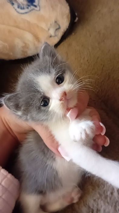 Продаются котята