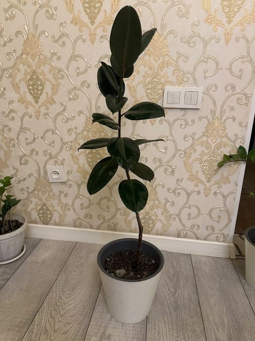 Продам шикарные комнатные фикусы эластика