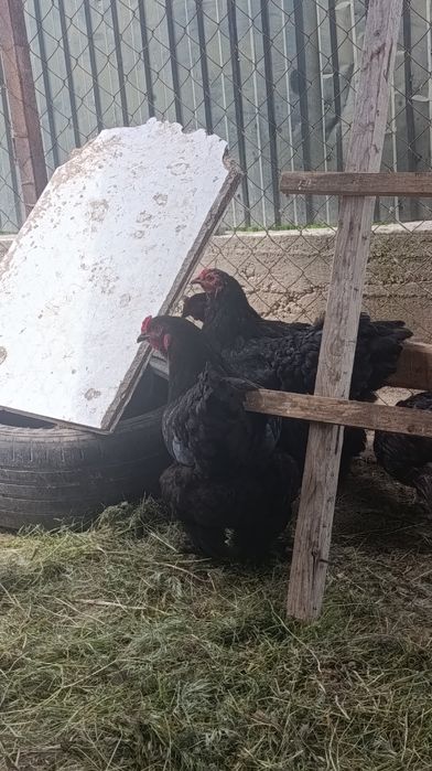 Куры Брамы породы