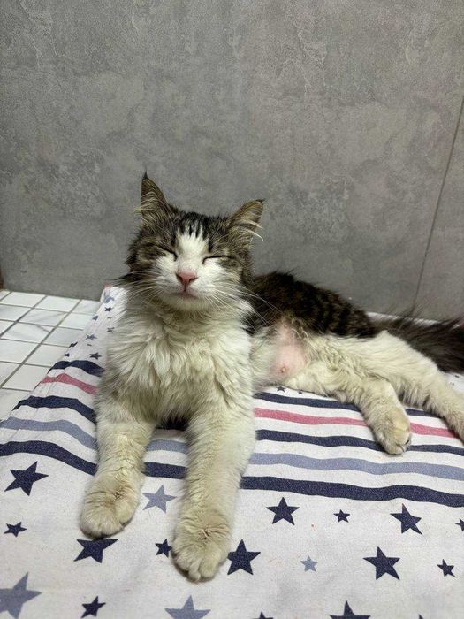 Кошка Лютик бесплатно