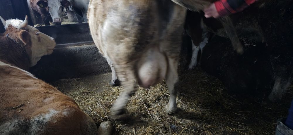 Vãnd vacă după fătare