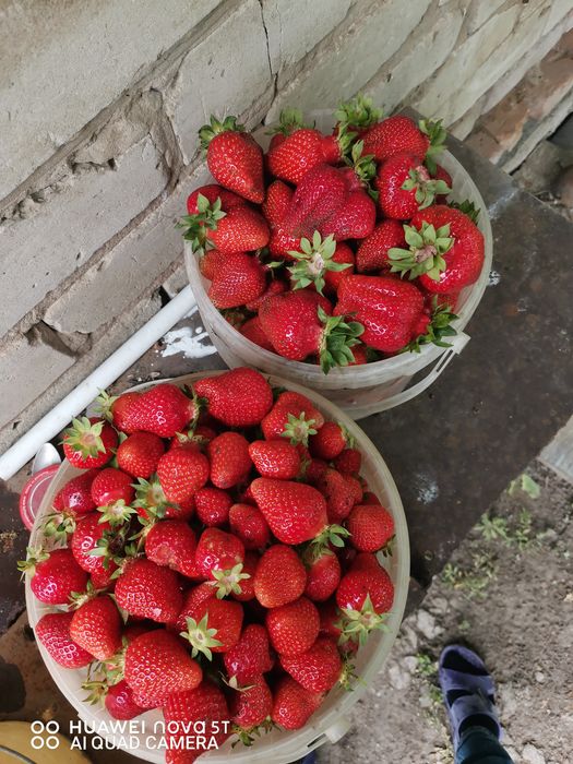 Продам дачу с летним домом