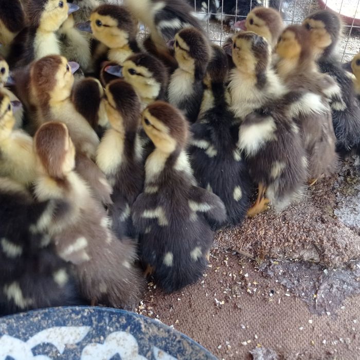 Indiskiy ordak bolalari